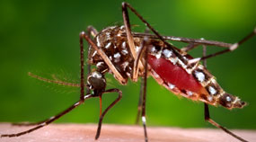 zika